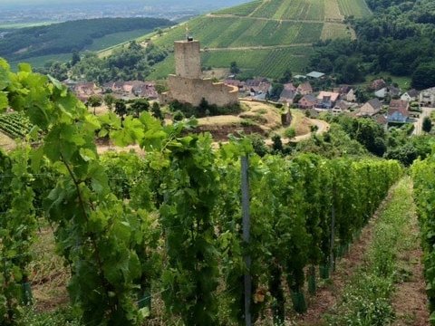 Vignoble de Katzenthal et château du Wineck, terroirs du Domaine Spannagel